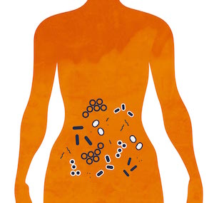 Bacteria in the gut, our microbiome